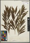Foto von Salix purpurea L. x Salix viminalis L.